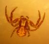 Xysticus sp.